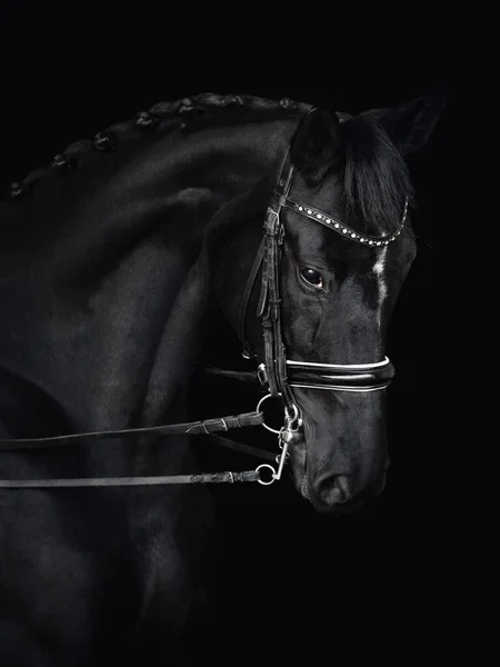 Closeup Portrait Beautiful Black Dressage Mare Horse Double Bridle Isolated — Photo