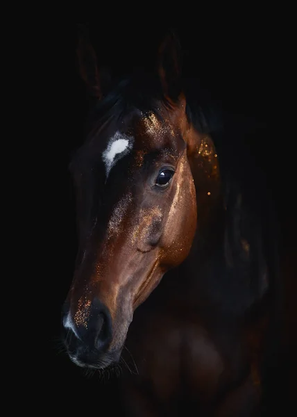 Art Portrait Beautiful Purebred Dark Bay Mare White Spot Forehead — Photo