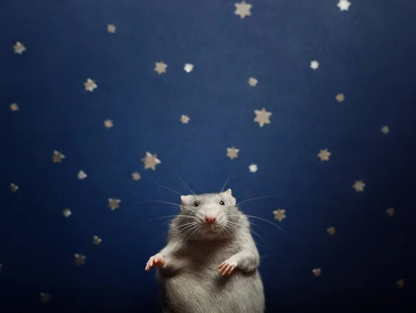 Portrait Blue Pet Rat Lying Blue Background Stars Human Hands — Stock Photo, Image