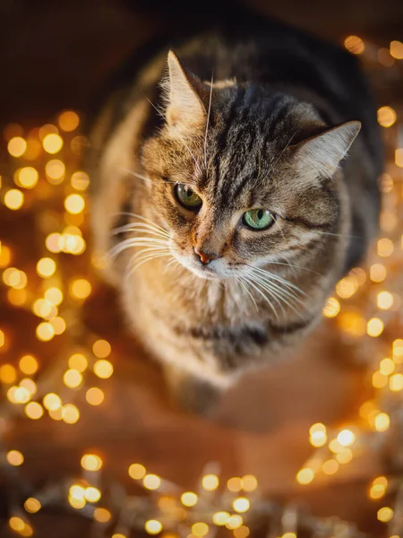 棕色大理石胖胖的雄性猫在圣诞灯下坐在地板上抬头看的特写 — 图库照片