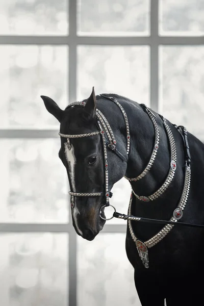 Retrato Magnífico Caballo Negro Akhal Teke Gelding Con Brida Tradicional — Foto de Stock