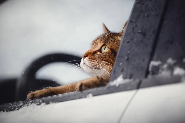 Brown Marble Tabby Cat Green Yellow Eyes Harness Sitting Car —  Fotos de Stock