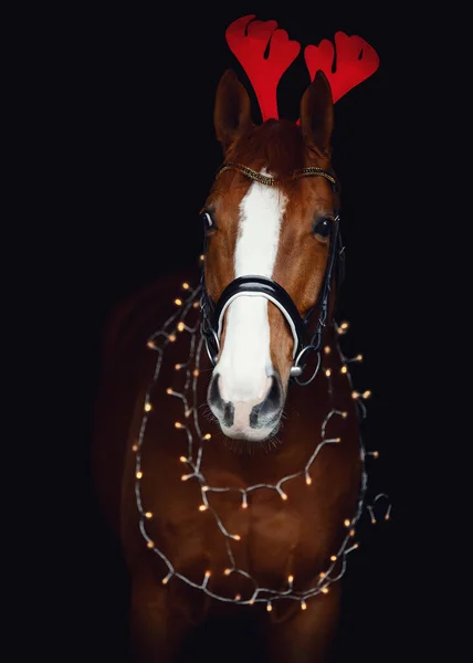 Closeup Portrait Dressage Gelding Chestnut Horse Bridle Christmas Decoration Isolated — Foto Stock