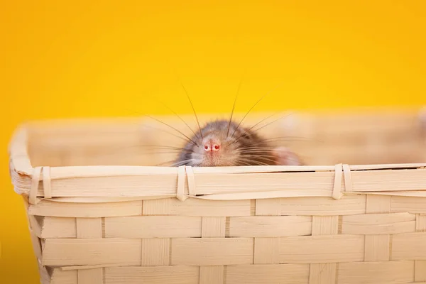 Aranyos Hazai Patkány Néz Fel Kosárból Sárga Háttér — Stock Fotó