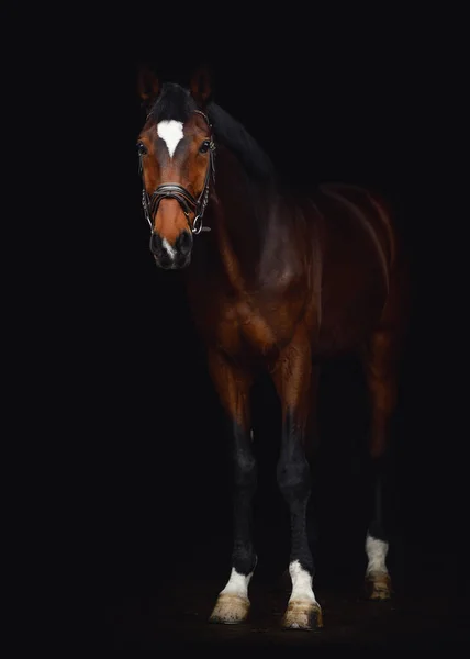 Portrait Kwpn Dressage Gelding Horse White Spot Forehead Bridle Isolated — Fotografia de Stock