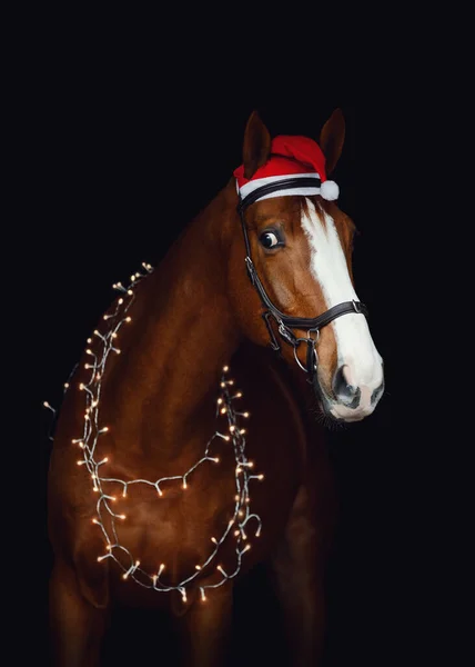 Closeup Portrait Dressage Gelding Chestnut Horse Bridle Christmas Decoration Isolated — Stok fotoğraf