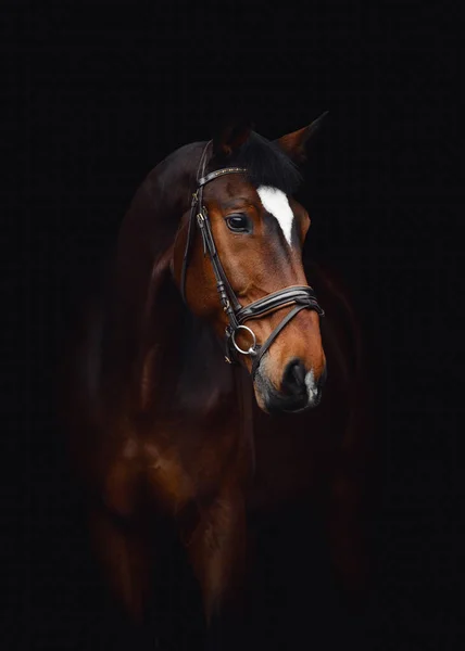 Closeup Portrait Kwpn Dressage Gelding Horse White Spot Forehead Bridle — ストック写真