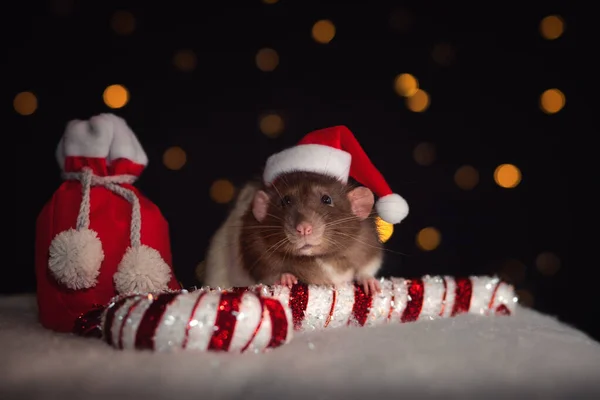 Portrait Pet Rat Christmas Hat Sitting Bag Presents Big White — Stok fotoğraf