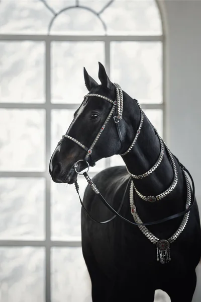 Portrait Magnifique Cheval Hongre Noir Akhal Teke Avec Bride Traditionnelle — Photo