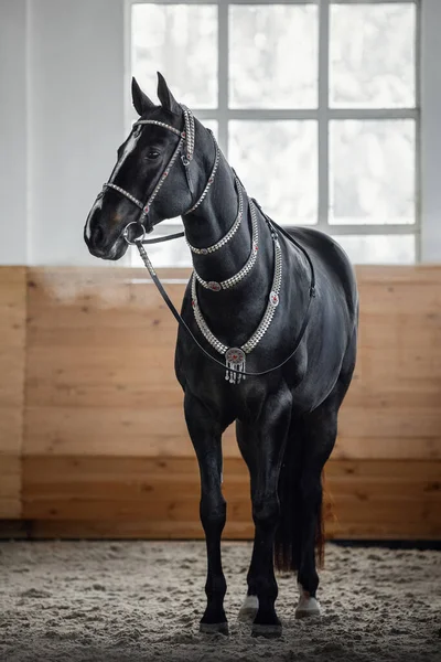 Portrait Magnifique Cheval Hongre Noir Akhal Teke Avec Bride Traditionnelle — Photo