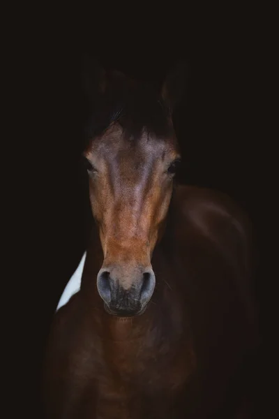 Portrait Art Jeune Cheval Hongre Pinto Isolé Sur Fond Noir — Photo