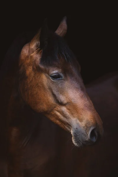 Art Portrait Young Pinto Gelding Horse Isolated Dark Black Background — Stok fotoğraf