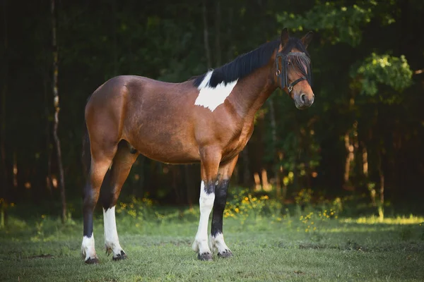 Portré Fiatal Pinto Herélt Álló Zöld Mező Paddock Erdő Háttér — Stock Fotó