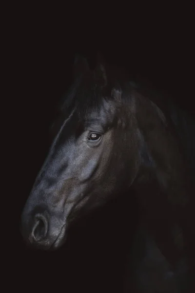 Retrato Arte Jovem Égua Friesiana Cavalo Isolado Fundo Preto Escuro — Fotografia de Stock