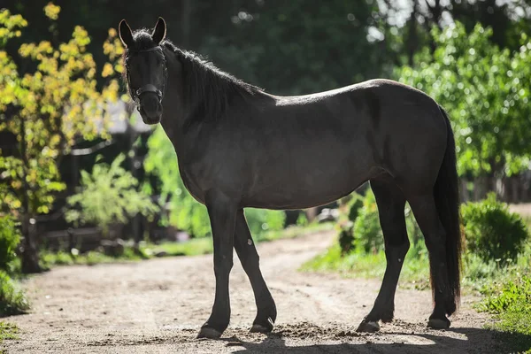 Retrato Jovem Égua Friesiana Cavalo Estrada Pela Manhã Verão — Fotografia de Stock