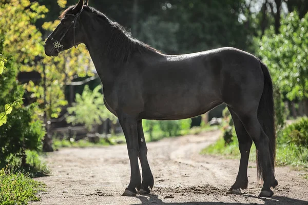 Πορτρέτο Του Νεαρού Φοράδα Friesian Στέκεται Στο Δρόμο Πρωί Καλοκαίρι — Φωτογραφία Αρχείου