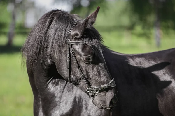 Portrait Rapproché Jument Frisonne Jeune Cheval Bride Été Dans Journée — Photo