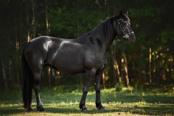 Ritratto Giovane Cavalla Friesiana Posa Nel Prato Verde All Ombra — Foto Stock