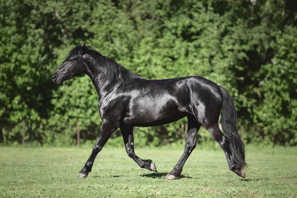 Portrait Young Friesian Mare Horse Trotting Green Meadow Summer — Stock Photo, Image