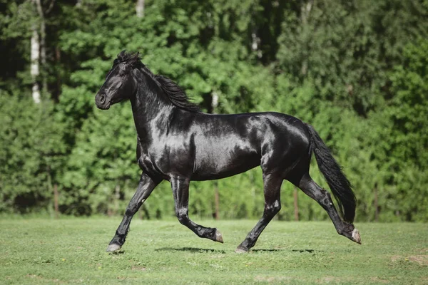 夏に緑の草原で行われる若いフリースラントの馬の肖像画 — ストック写真