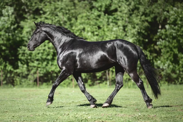 Portret Van Jonge Friese Merrie Paard Draven Groene Weide Zomer — Stockfoto