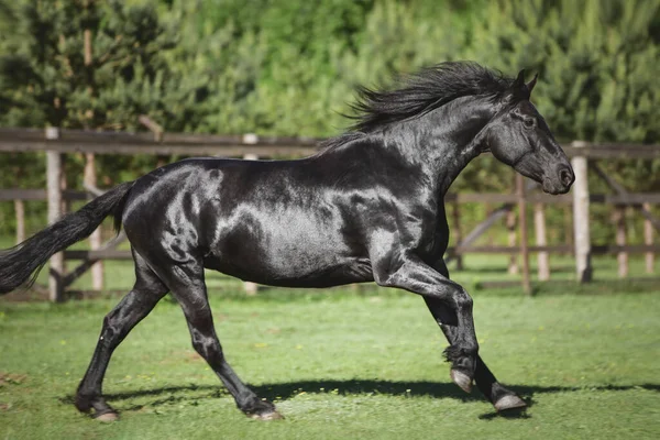 Portret Van Jonge Friese Merriepaard Galoppeert Groene Weide Zomer — Stockfoto