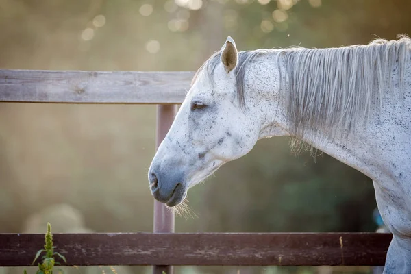 Porträt Der Traurigen Schönen Schimmelstute Pferd Auf Der Koppel Der — Stockfoto