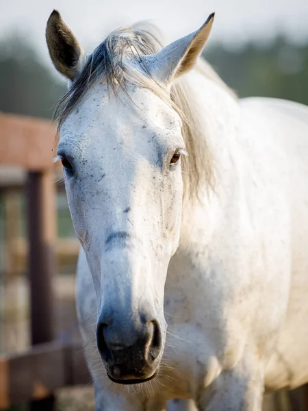 Portrait Sad Beautiful Gray Mare Horse Paddock Evening Sunlight Summer — Zdjęcie stockowe