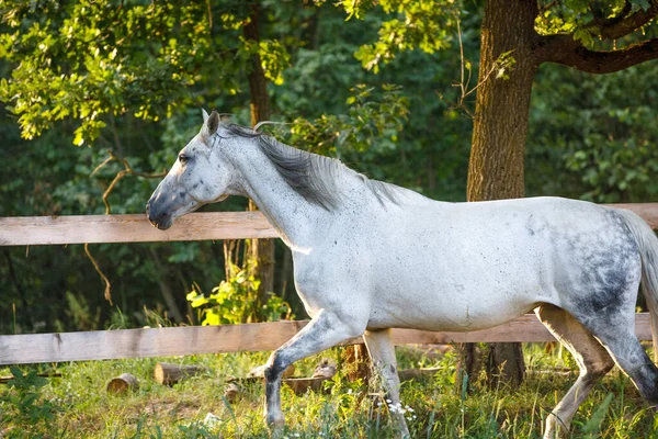 夏日黄昏的阳光下 一匹美丽的灰色母马在森林背景下沿着篱笆奔跑的肖像 — 图库照片