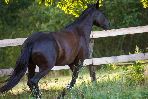 Portret Van Prachtige Tocht Zwarte Merrie Paard Loopt Langs Hek — Stockfoto