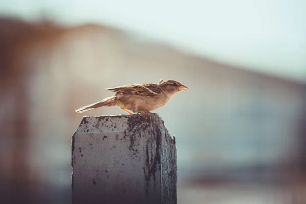 Detailní Portrét Vrabce Sedícího Plotě Ranním Slunci Létě — Stock fotografie