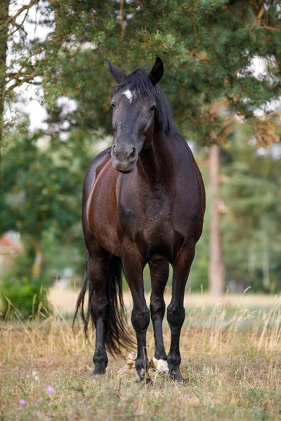 Portret Van Zwarte Trekmerrie Paard Vrij Het Veld Zomer — Stockfoto