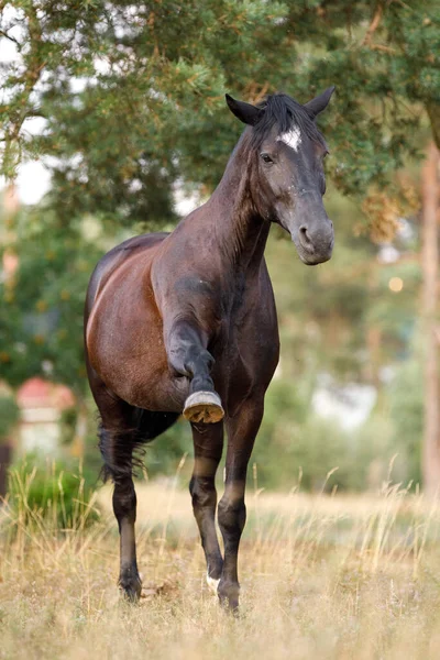 Portret Van Een Spaanse Paardenwandeling Commando Van Een Zwarte Merrie — Stockfoto