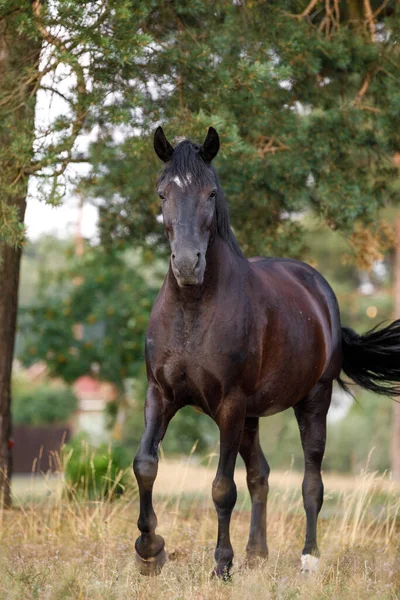 Close Retrato Belo Cavalo Égua Esboço Preto Com Mancha Branca — Fotografia de Stock