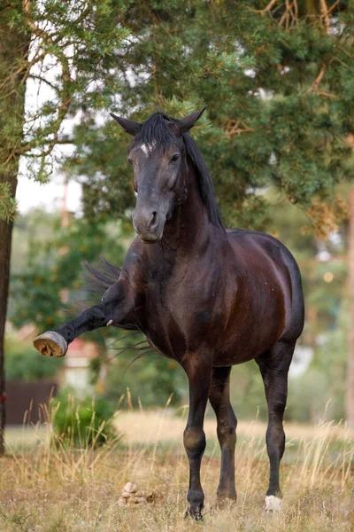 Portret Van Een Spaanse Paardenwandeling Commando Van Een Zwarte Merrie — Stockfoto