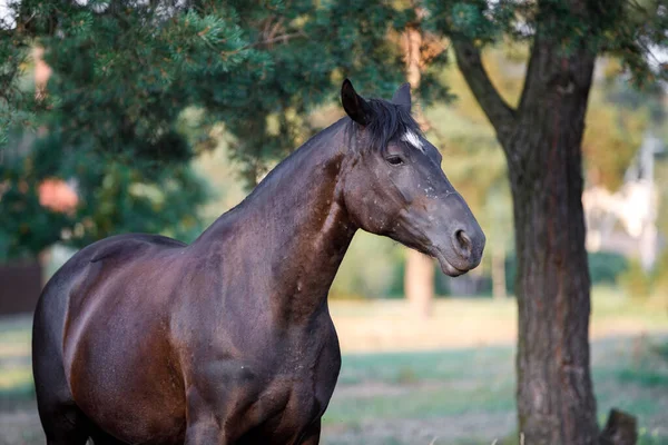 Portrét Černého Tažného Koně Létě — Stock fotografie