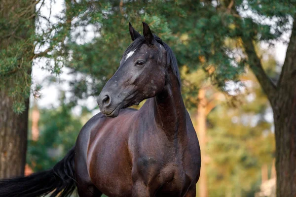 Närbild Porträtt Vacker Svart Utkast Sto Häst Med Vit Fläck — Stockfoto