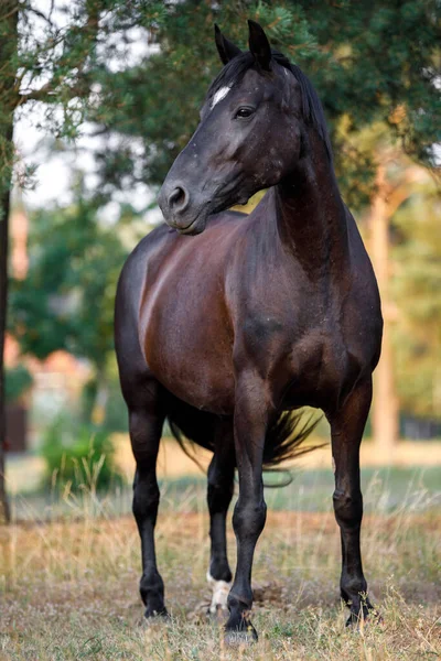 Close Portret Van Mooie Zwarte Merrie Paard Met Witte Vlek — Stockfoto