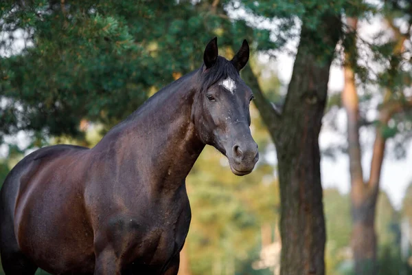 Nahaufnahme Porträt Der Schönen Schwarzen Zugstute Pferd Mit Weißen Flecken lizenzfreie Stockfotos