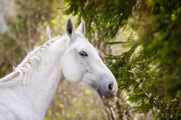 Portret Van Mooie Holstein Grijze Hengst Paard Groene Bosachtergrond — Stockfoto