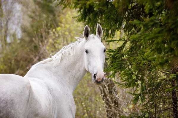 Portrait Beautiful Holstein Grey Stallion Horse Green Forest Background — Stock Photo, Image
