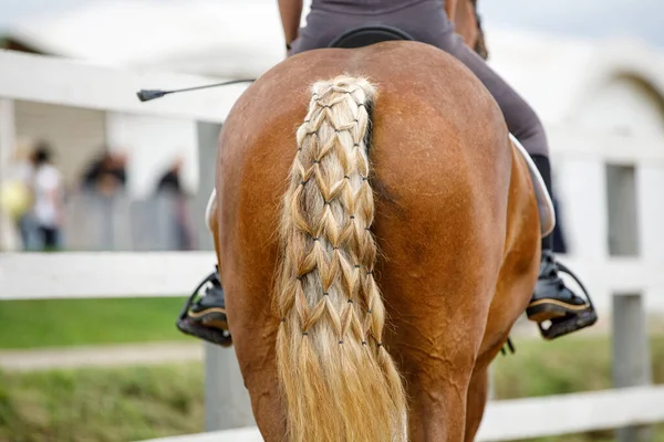 closeup portrait of horse braided tail during equestrian competition in summer