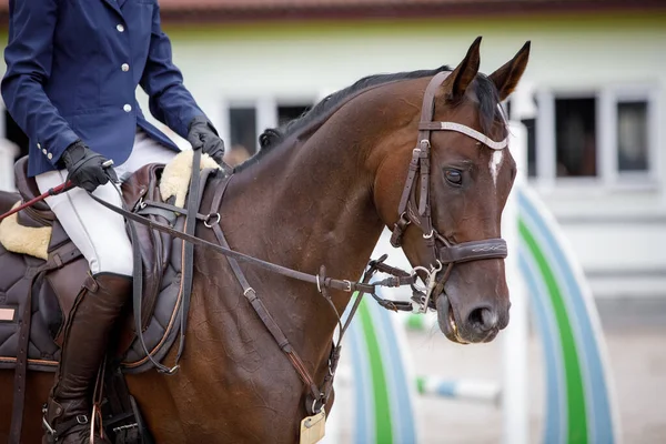 Closeup Portrait Thoroughbred Young Mare Horse White Spot Forehead Showjumping — Stock Photo, Image