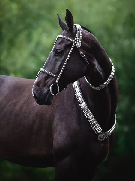 Belo Cavalo Preto Akhal Teke Com Linha Branca Testa Com — Fotografia de Stock