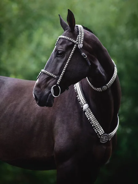 Hermoso Caballo Negro Akhal Teke Con Línea Blanca Frente Con — Foto de Stock