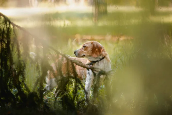 Portret Van Vrouwelijke Kruising Beagle Hond Met Kraag Stadspark — Stockfoto