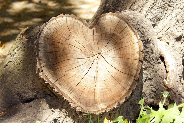 Dwarsdoorsnede van de boom ringen, gesneden in de vorm van hart — Stockfoto