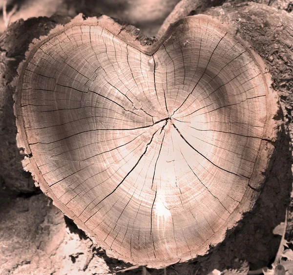Knippen van een boom als een hart — Stockfoto
