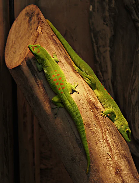Reptile, lizard on a tree — Stock Photo, Image