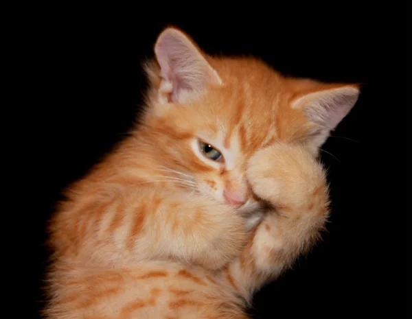 tuhaf bir poz siyah bir zemin üzerine kırmızı kedi